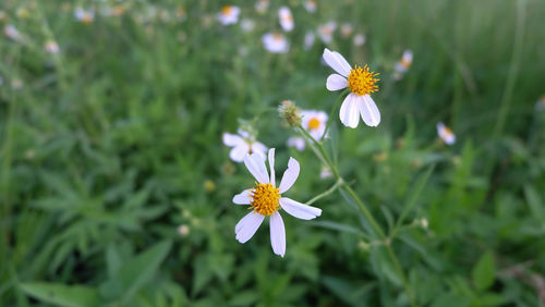 Close-up of white flowering plant on field