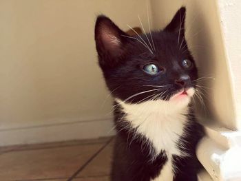 Close-up portrait of cat