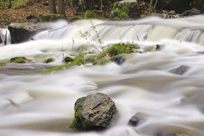 Stream flowing through forest