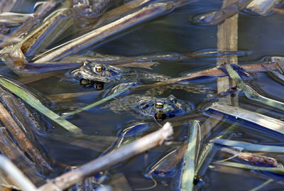 Close-up of fish