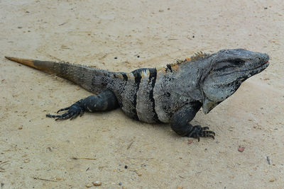 Close-up of lizard on sand