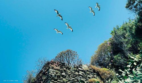 Low angle view of birds flying against blue sky