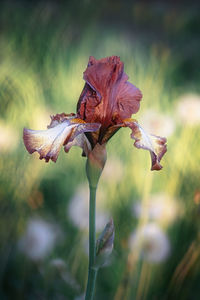 Close-up of wilted flower against blurred background