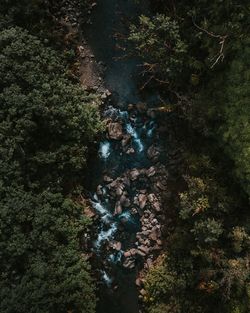 High angle view of trees and plants in forest