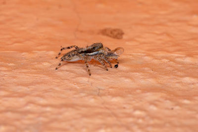 Close-up of insect on wall