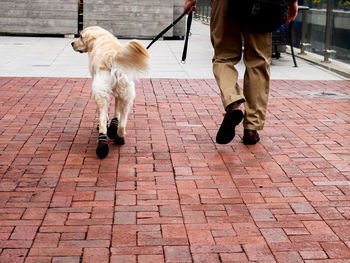 Low section of dog walking on footpath