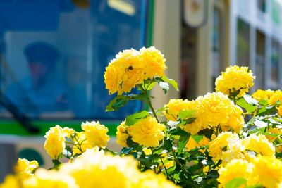 Close-up of yellow flower