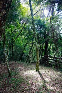 Trees on landscape