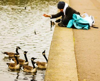 Side view of person feeding canada geese swimming on lake