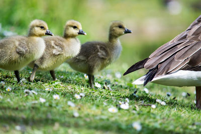 Close-up of ducklings on grassy field