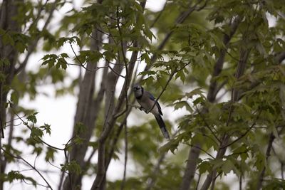 Low angle view of bird perching on branch