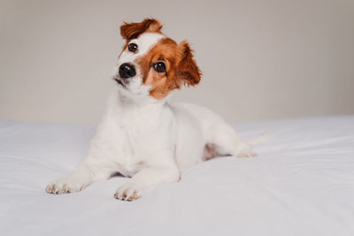 Portrait of dog sitting on bed