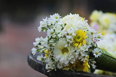 Close-up of white flowering plant