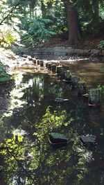 Scenic view of lake in forest