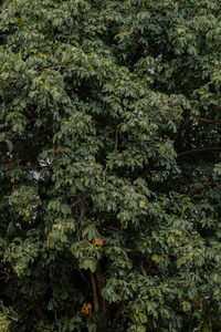 High angle view of plants growing on land