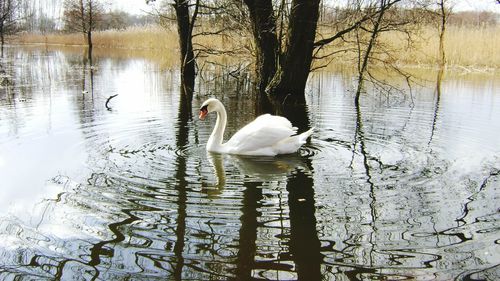 Swan floating on lake