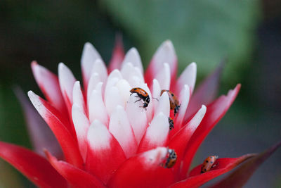 Red and white bromeliad flower with a convergent lady beetle called ladybug hippodamia convergens