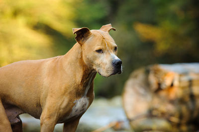 Profile view of brown dog looking away