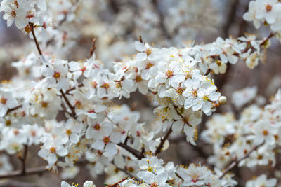 Close-up of white cherry blossom tree