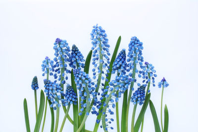 Close-up of flowering plant against white background