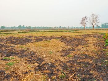 Scenic view of field against clear sky