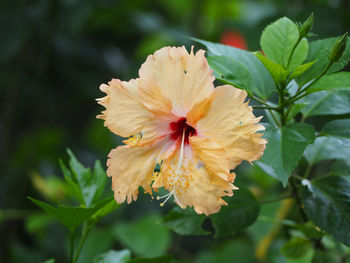 Close-up of hibiscus blooming outdoors