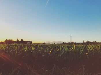 Crops growing on field against clear sky