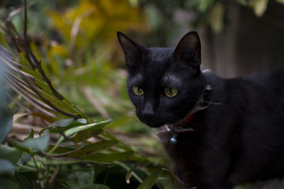 Portrait of black cat