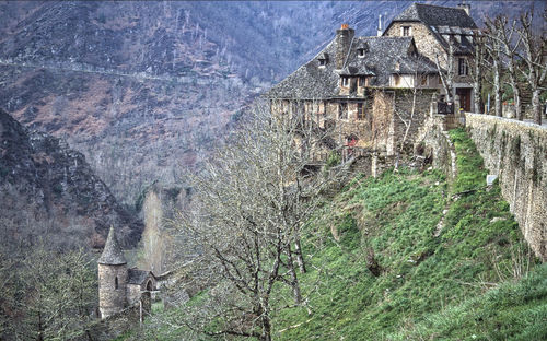 View of trees and buildings in forest