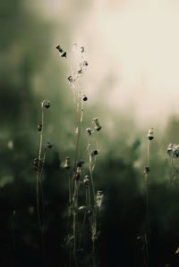 Close-up of wet plants on land