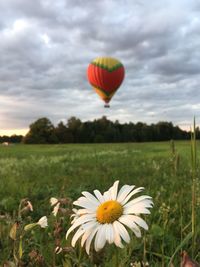 View of flowering plant against cloudy sky