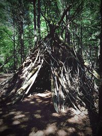 Trees in forest