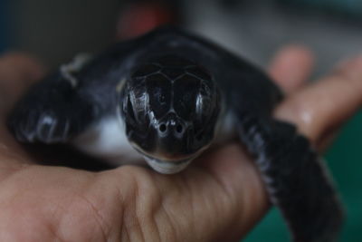 Raising turtles, for the development of turtles on indonesia's idol island