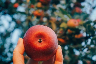 Close-up of hand holding apple