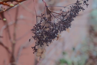 Close-up of dried plant against blurred background