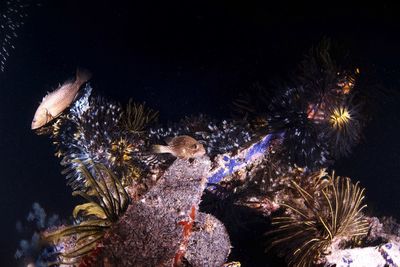 View of fish swimming in sea