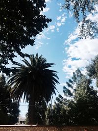 Low angle view of palm trees against sky