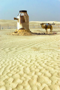 View of a horse in the beach