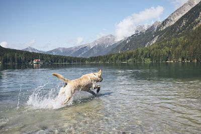 Dog running in lake against sky