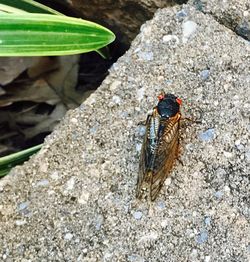 High angle view of insect on rock