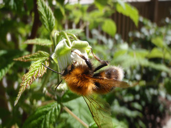 Close-up of bee on flower