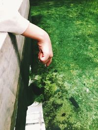 High angle view of woman hand by plants