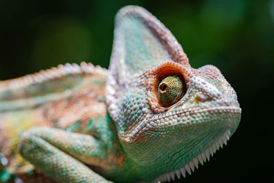 Close-up of lizard