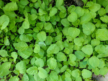 Full frame shot of green leaves