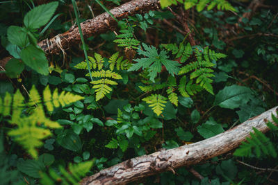 High angle view of plant growing in forest