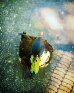 Close-up of bird