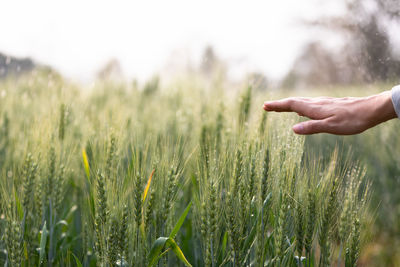 Close-up of hand touching wheat plants in farm