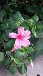 Close-up of pink flowers