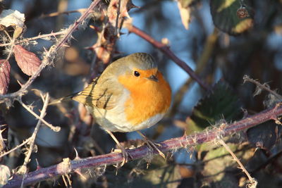 Close-up of bird perching on branch