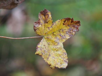 Close-up of dried leaves